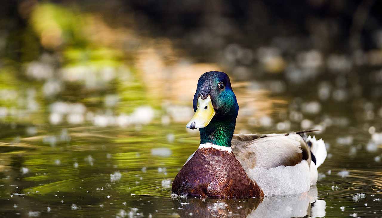 Choosing the Right Bird Hunting Guide: 5 Key Considerations
